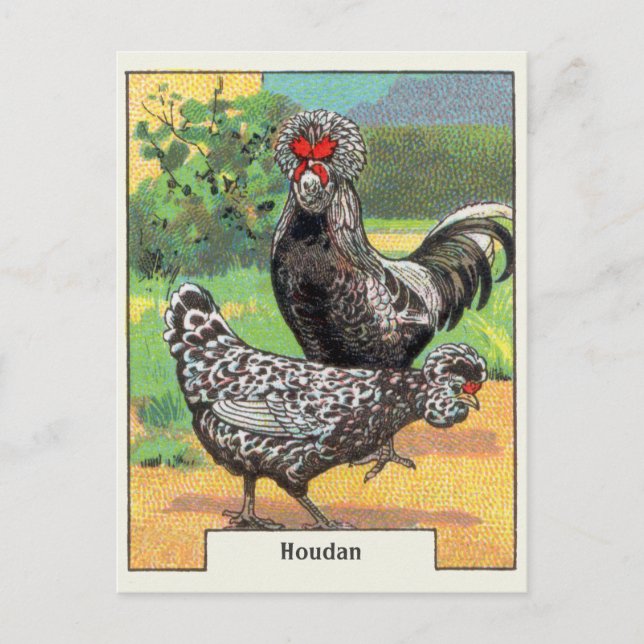 Vintage Houdan Chicken Vykort (Framsida)