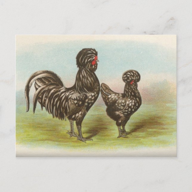 Vintage "Houdan Chickens" vykort (Framsida)