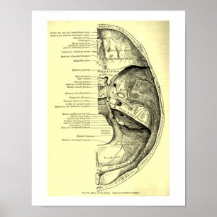 Vintage Human Anatomy Base of the head Inner Poster