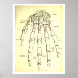 Vintage Human Anatomy Bones of the Hand Poster