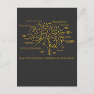Vintage Human Anatomy Brain Vykort