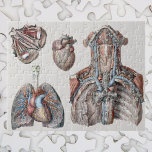 Vintage Human Anatomy Chest, Organs, Öga Pussel<br><div class="desc">Vintage illustrerar människors hälsa och anatomi teckning med fyra olika bilder. Det mänskliga hjärtat är ett organ som ger blodcirkulation genom hela hjärtsystemet. Det är ett av de viktigaste organen i människokroppen. Hjärtat är uppdelat i fyra huvudkamrar: lämnat och höger atrium (singular) och höger och lämnat ventriklar. Två ögon med...</div>