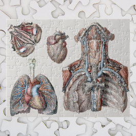 Vintage Human Anatomy Chest, Organs, Öga Pussel