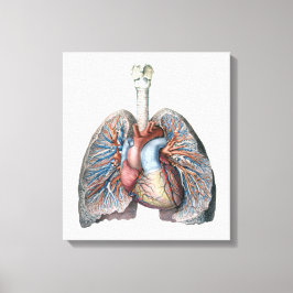 Vintage Human Anatomy Lungs Heart Organs Blodet Canvastryck