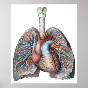 Vintage Human Anatomy Lungs Heart Organs Blodet Poster