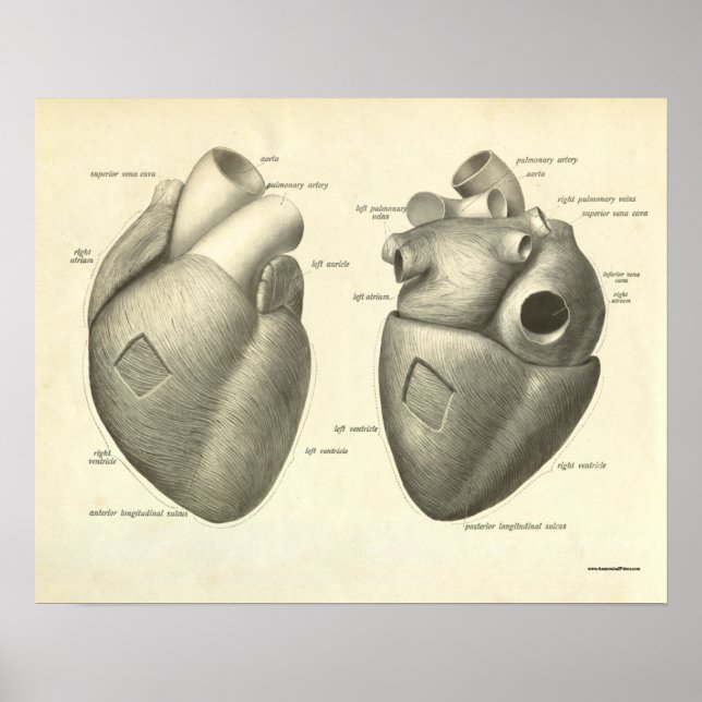 Vintage Human Anatomy Print Heart Poster (Framsidan)