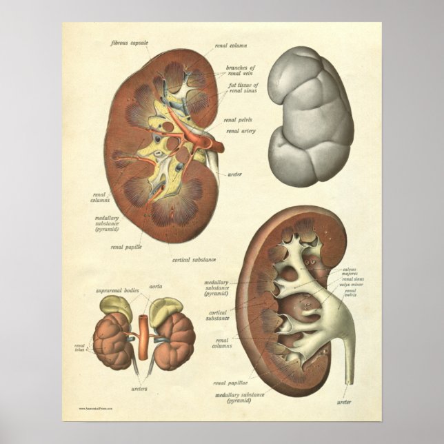 Vintage Human Anatomy Print Kidney Poster (Framsidan)