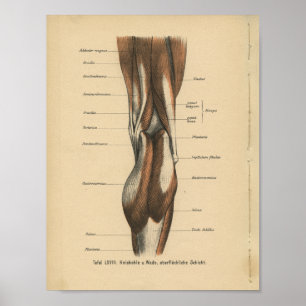 Vintage Human Anatomy Print Leg Muscles Poster