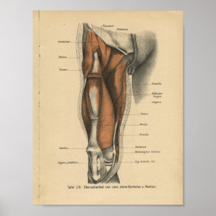 Vintage Human Anatomy Print Leg Muscles Poster