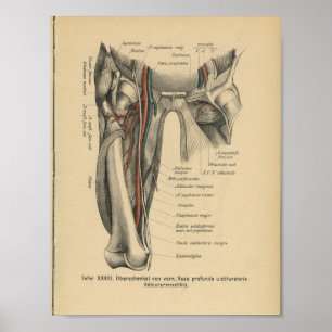 Vintage Human Anatomy Print Leg Muscles Poster