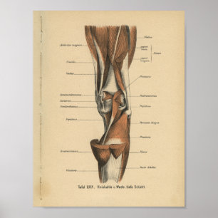 Vintage Human Anatomy Print Leg Muscles Poster