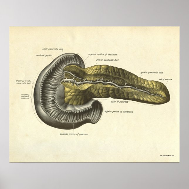 Vintage Human Anatomy Print Pancreas Poster (Framsidan)