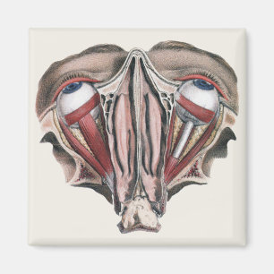 Vintage Human Anatomy Science, Eyebollar Öga Magnet
