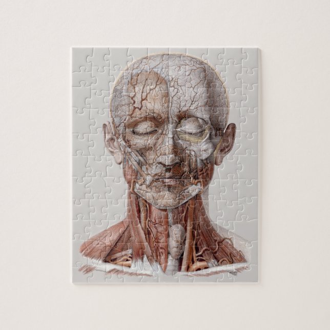 Vintage Human Anatomy Science, Head Throat Nose Pussel (Vertikal)