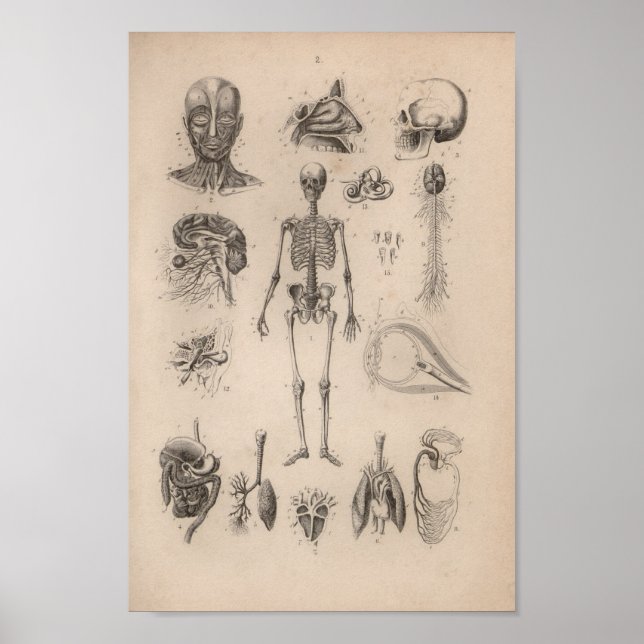 Vintage Human Anatomy Skeleton Print Poster (Framsidan)