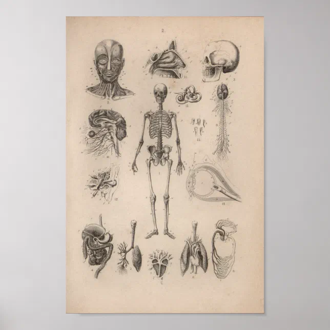 Vintage Human Anatomy Skeleton Print Poster | Zazzle.se