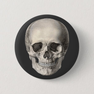 Vintage Human Anatomy Skull, Halloween Skeleton Knapp