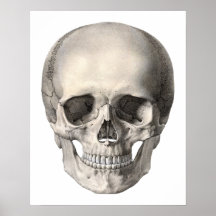 Vintage Human Anatomy Skull, Halloween Skeleton
