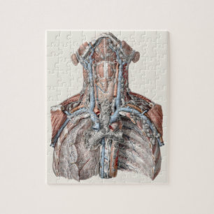Vintage Human Anatomy Throat, Nacke, Chest, revben Pussel