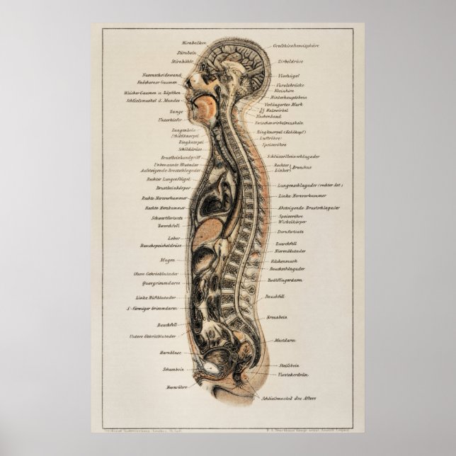 Vintage Human Body Anatomy Chart Poster (Framsidan)