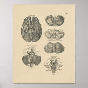 Vintage Human Brain Anatomy 1880 Print Poster