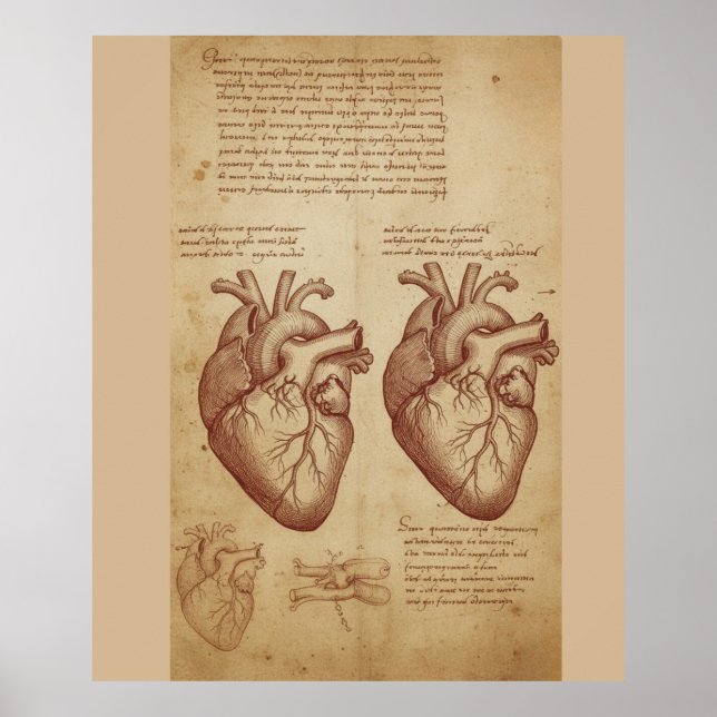 Vintage Human Heart Anatomy Scientific Study Poste Poster (Framsidan)