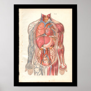 Vintage Human Internal Anatomy Print Poster