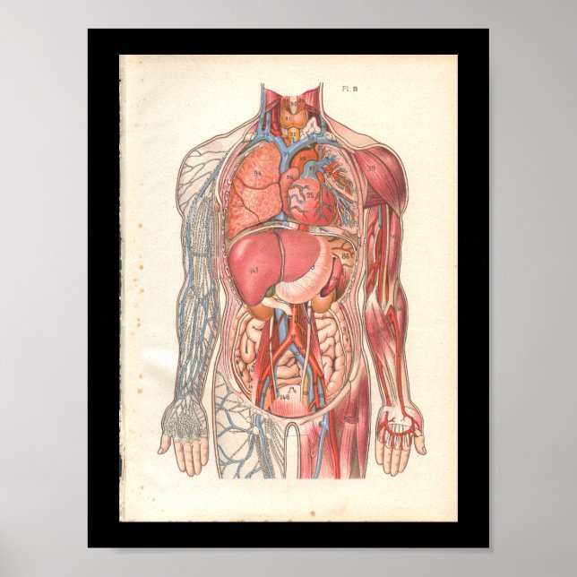 Vintage Human Internal Anatomy Print Poster (Framsidan)