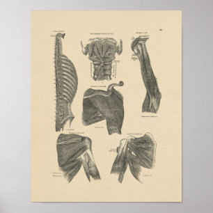 Vintage Human Muscles Anatomy 1880 Print Poster