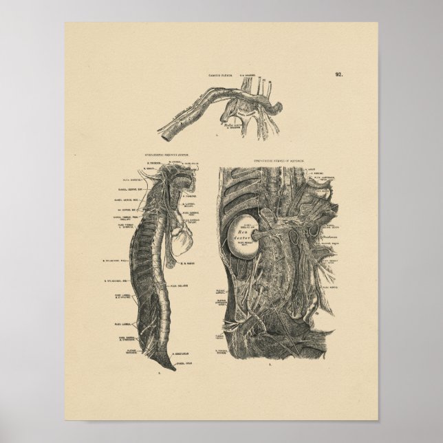 Vintage Human Nerves Anatomy 1880 Print Poster (Framsidan)