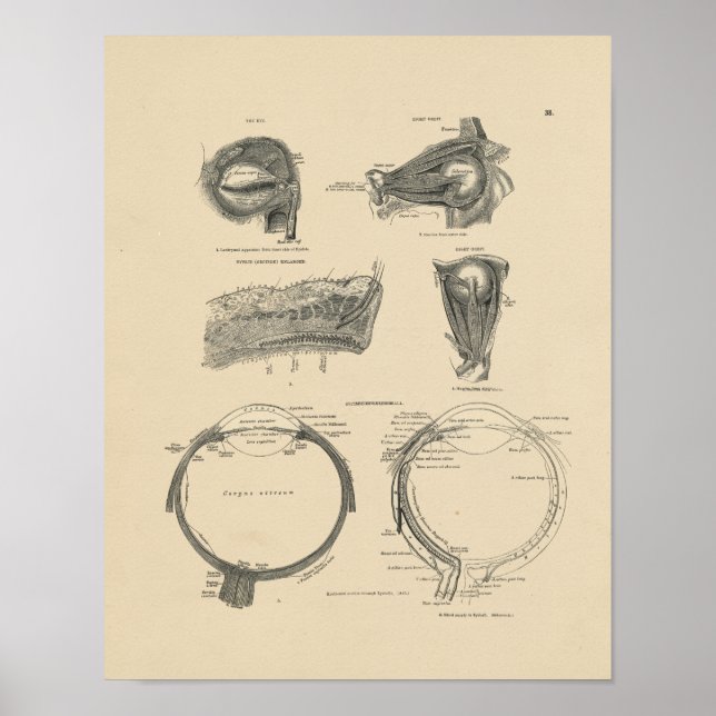 Vintage Human Öga Anatomy 1880 Print Poster (Framsidan)