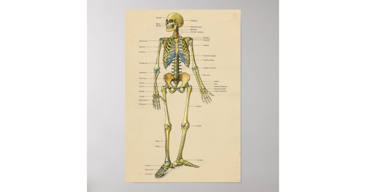 Vintage Human Skeleton Anatomy Chart Poster | Zazzle.se