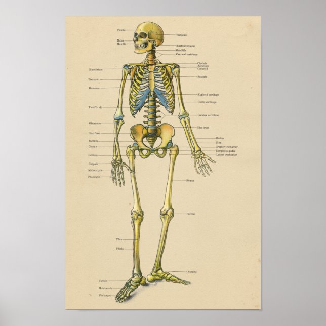Vintage Human Skeleton Anatomy Chart Poster (Framsidan)