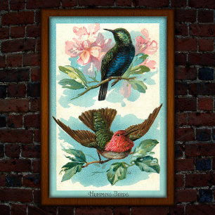 Vintage Hummingbird 1917 Tropical Art Poster