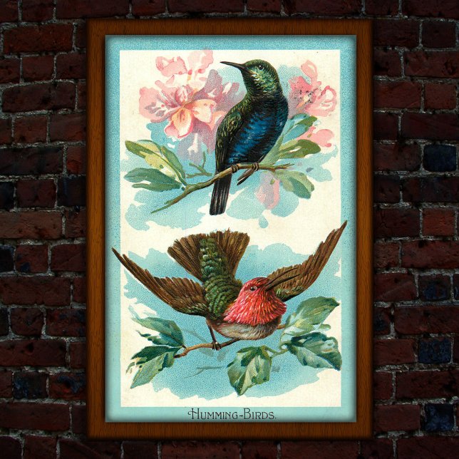 Vintage Hummingbird 1917 Tropical Art Poster (Skapare uppladdad)