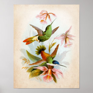 Vintage Hummingbird Art. 13 Poster