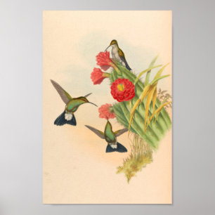 Vintage Hummingbird Art Bird Print Flowers Cactus Poster