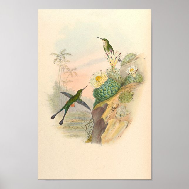 Vintage Hummingbird Art Bird Print Flowers Cactus Poster (Framsidan)