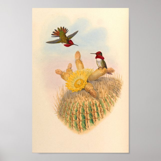 Vintage Hummingbird Art Bird Print Flowers Cactus Poster (Framsidan)