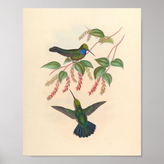Vintage Hummingbird Art Bird Print Flowers Poster (Framsidan)