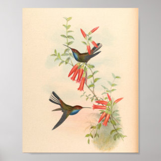 Vintage Hummingbird Art Bird Print Flowers Poster