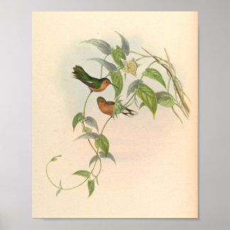 Vintage Hummingbird Art Bird Print Flowers Poster