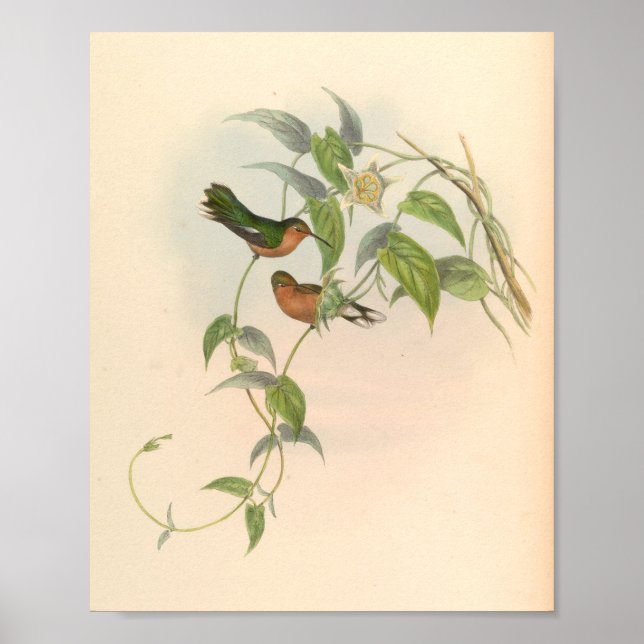 Vintage Hummingbird Art Bird Print Flowers Poster (Framsidan)