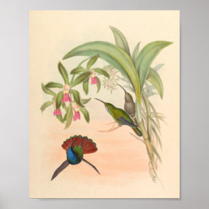 Vintage Hummingbird Art Bird Print Flowers Poster