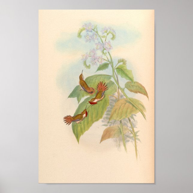 Vintage Hummingbird Art Bird Print Flowers Poster (Framsidan)