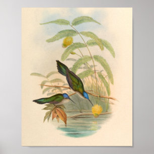 Vintage Hummingbird Art Bird Print Flowers Poster