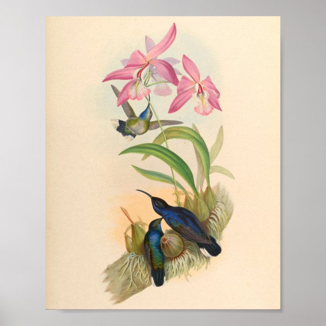 Vintage Hummingbird Art Bird Print Flowers Poster (Framsidan)