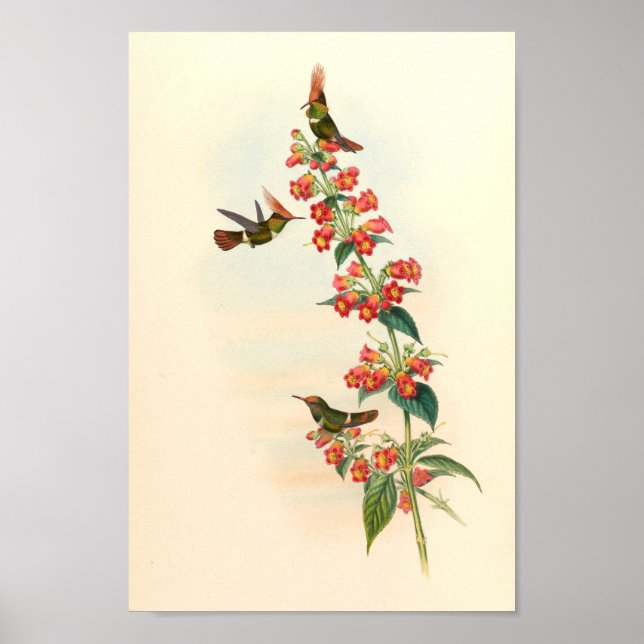 Vintage Hummingbird Art Bird Print Flowers Poster (Framsidan)