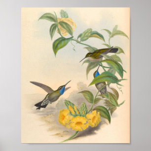 Vintage Hummingbird Art Bird Print Flowers Poster