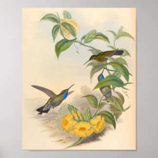 Vintage Hummingbird Art Bird Print Flowers Poster